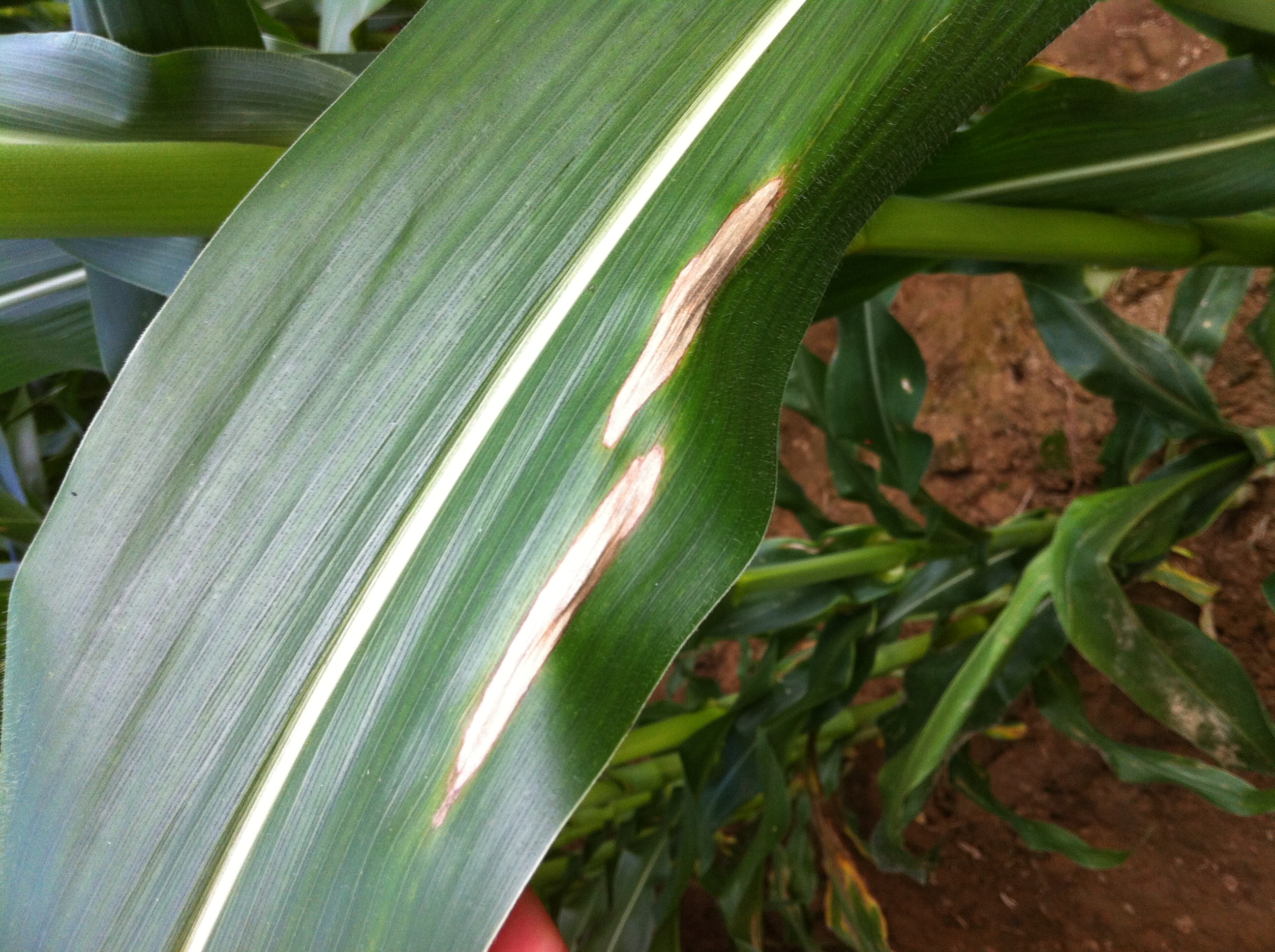corn disease Figure 5JPG